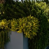 Θεσσαλονίκη: Έκλεψαν μέντα, θυμάρι και δυόσμο από τα παρτέρια του δήμου