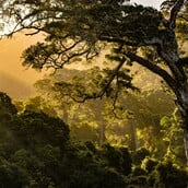 ΑΦΡΙΚΗ ΔΑΣΗ ΔΙΟΞΕΙΔΙΟ ΤΟΥ ΑΝΘΡΑΚΑ