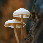 Έδεσσα: Βελτιώνεται η υγεία του ζευγαριού που δηλητηριάστηκε από άγρια μανιτάρια