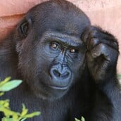 ΠΙΘΗΚΟΣ ΑΛΚΟΟΛ ΑΝΘΡΩΠΟΣ ΕΡΕΥΝΑ