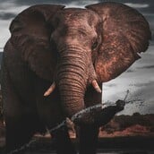 ΠΟΡΤΟΓΑΛΙΑ ΕΛΕΦΑΝΤΑΣ