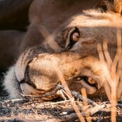 ΒΡΑΖΙΛΙΑ ΛΙΟΝΤΑΡΙ ΝΕΚΡΟΣ