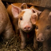 Ισπανία: Το ξέσπασμα της αφρικανικής πανώλης των χοίρων μπορεί να συνδέεται με την τροφή τους