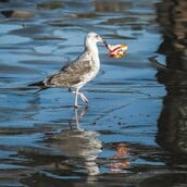 ΡΥΠΑΝΣΗ ΠΛΑΣΤΙΚΟ