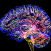 9, 32, 66 και 83 ετών: Αυτές είναι οι πέντε κρίσιμες ηλικίες του ανθρώπινου εγκεφάλου 