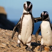 60.000 αφρικανικοί πιγκουίνοι πέθαναν από ασιτία καθώς τα αποθέματα σαρδέλας καταρρέουν