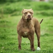 ΝΕΚΡΟ ΠΑΙΔΙ ΖΑΚΥΝΘΟΣ ΕΠΙΘΕΣΗ ΣΚΥΛΟΥ