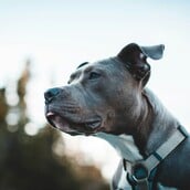 Νεκρό παιδί στη Ζάκυνθο: «Δεν πλησίαζε ποτέ αυτό το σκυλί» - Όσα δήλωσε ο πατέρας του 2χρονου αγοριού