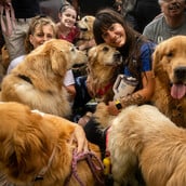 Μπουένος Άιρες: Ρεκόρ γκίνες διεκδικούν χιλιάδες golden retriever 