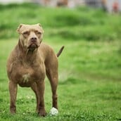 ΖΑΚΥΝΘΟΣ ΣΚΥΛΟΣ ΘΑΝΑΤΟΣ ΠΑΙΔΙ