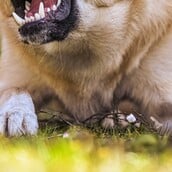 Νεκρό παιδί στη Ζάκυνθο: «Είδα τον πατέρα με αίματα, το σκυλί θα μας έτρωγε όλους», λέει ο πρόεδρος Αγίου Λέοντα