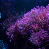Κρίση στους κοραλλιογενείς υφάλους της Καραϊβικής – Χάθηκε σχεδόν το μισό των σκληρών κοραλλιών