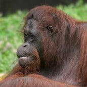 ΟΥΡΑΚΟΤΑΓΚΟΣ ΙΝΔΟΝΗΣΙΑ