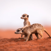  Πόσο μονογαμικοί είναι οι άνθρωποι σε σχέση με τα υπόλοιπα θηλαστικά; 