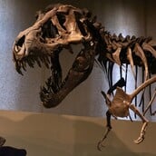 ΒΟΛΙΒΙΑ ΤΥΡΑΝΝΟΣΑΥΡΟΣ ΡΕΞ ΔΕΙΝΟΣΑΥΡΟΣ