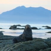 ΑΝΑΒΥΣΣΟΣ ΜΕΣΟΓΕΙΑΚΗ ΦΩΚΙΑ ΜΑΥΡΟ ΛΙΘΑΡΙ