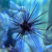 Αχινός Πανδημία Εξαφάνιση