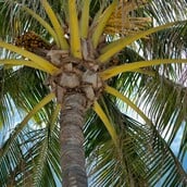 ΡΙΟ ΝΤΕ ΤΖΑΝΕΙΡΟ ΒΡΑΖΙΛΙΑ ΦΟΙΝΙΚΑΣ