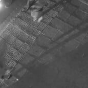 ΧΑΛΑΝΔΡΙ ΓΙΟΣ ΚΑΤΡΙΝΗ