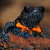 Σπάνιο είδος «γαλαξιακών βατράχων» θανατώνεται εξαιτίας φωτογράφων