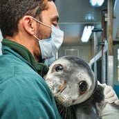 «Ελληνική τραγωδία»: Οι φώκιες Monachus monachus κρύβονται σε σπηλιές για να γλιτώσουν από τον τουρισμό