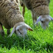 ΟΠΕΚΕΠΕ: Έκτακτοι έλεγχοι στα Ιωάννινα μετά από καταγγελία