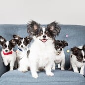 Εσείς θα κλωνοποιούσατε το κατοικίδιό σας; 