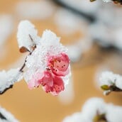 ΚΑΙΡΟΣ ΧΡΙΣΤΟΥΓΕΝΝΑ ΠΡΩΤΟΧΡΟΝΙΑ ΤΣΑΤΡΑΦΥΛΛΙΑΣ