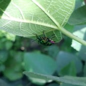 Τα παράσιτα των καλλιεργειών και οι απώλειες τροφίμων επιδεινώνονται από την κλιματική κρίση