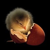 Οι καλύτερες φωτογραφίες του National Geographic για το 2025