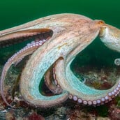 ΧΤΑΠΟΔΙ ΒΡΕΤΑΝΙΑ ΚΛΙΜΑΤΙΚΗ ΑΛΛΑΓΗ