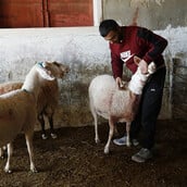 ΔΥΤΙΚΗ ΟΧΘΗ ΕΠΟΙΚΟΙ ΠΡΟΒΑΤΑ ΧΗΜΙΚΑ