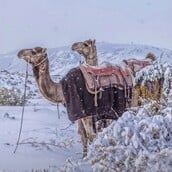 Σαουδική Αραβία: 