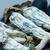 ΨΥΧΕΔΕΛΙΚΑ ΜΑΝΙΤΑΡΙΑ ΜΑΓΙΚΑ ΠΩΣ ΔΡΟΥΝ