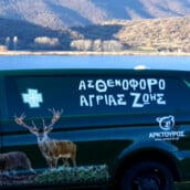 ΑΡΚΤΟΥΡΟς ΑΣΘΕΝΟΦΟΡΟ