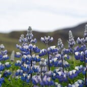 ΙΣΛΑΝΔΙΑ ΛΟΥΠΙΝΟ ΒΙΟΠΟΙΚΙΛΟΤΗΤΑ