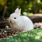 ΙΑΠΩΝΙΑ ΚΟΥΝΕΛΙΑ ΝΗΣΙ ΕΠΙΣΚΕΠΤΕΣ