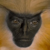 ΣΠΑΝΙΟ ΕΙΔΟΣ ΜΑΙΜΟΥ 