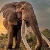 ΕΛΕΦΑΝΤΑΣ ΚΕΝΥΑ ΑΦΡΙΚΗ ΚΡΕΓΚ