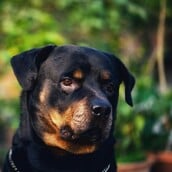 Θεσσαλονίκη: 67χρονος οδηγούσε κρατώντας από το λουρί τον σκύλο του που έτρεχε δίπλα στο ΙΧ του