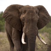 ΙΝΔΙΑ ΕΛΕΦΑΝΤΑΣ 