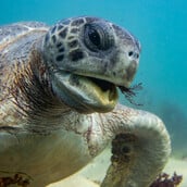 ΚΥΠΡΟΣ ΘΑΛΑΣΣΙΑ ΧΕΛΩΝΑ