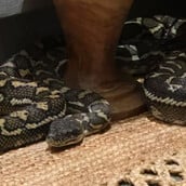 ΦΙΔΙ ΑΥΣΤΡΑΛΙΑ ΠΥΘΩΝΑΣ