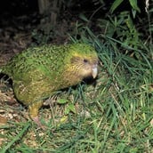 ΝΕΑ ΖΗΛΑΝΔΙΑ ΠΑΠΑΓΑΛΟΣ ΑΝΑΠΑΡΑΓΩΓΗ