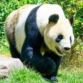 ΚΙΝΑ ΠΑΝΤΑ ΛΟΑΤΚ