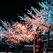 Φέτος θα μπορούσε να είναι μια απροσδόκητα οικονομική περίοδος για να δει κανείς τις ανθισμένες κερασιές της Ιαπωνίας