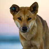 ΑΥΣΤΡΑΛΙΑ ΝΤΙΝΓΚΟ ΘΑΝΑΤΩΣΗ ΤΟΥΡΙΣΤΡΙΑ