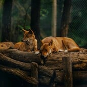 Αυστραλία: Αγέλη ντίνγκο θα θανατωθεί μετά τον θάνατο τουρίστριας στο νησί K'gari