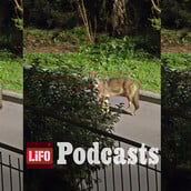 Λύκε, λύκε, είσαι εδώ; Όταν η άγρια ζωή φτάνει στην αυλή μας