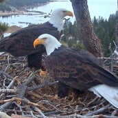ΦΑΛΑΚΡΟΙ ΑΕΤΟΙ ΓΕΝΝΑ ΓΟΝΕΙΣ